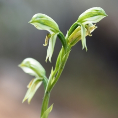 Bunochilus umbrinus (Broad-sepaled Leafy Greenhood) at Acton, ACT - 22 Sep 2019 by David