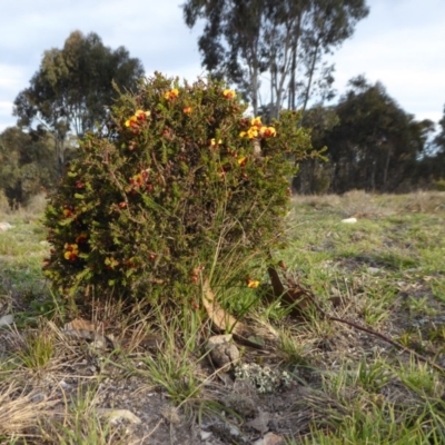 Dillwynia phylicoides (A Parrot-pea) at Rugosa - 22 Sep 2019 by SenexRugosus