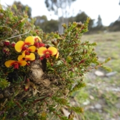 Dillwynia phylicoides at Yass River, NSW - 22 Sep 2019