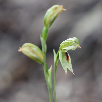 Bunochilus umbrinus (ACT) = Pterostylis umbrina (NSW) (Broad-sepaled Leafy Greenhood) by David