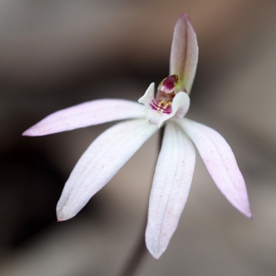 Caladenia fuscata (Dusky Fingers) at Hackett, ACT - 22 Sep 2019 by David