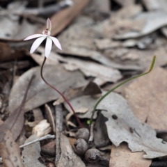 Caladenia fuscata at Hackett, ACT - 22 Sep 2019