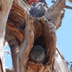 Callocephalon fimbriatum (Gang-gang Cockatoo) at GG229 - 22 Sep 2019 by JackyF