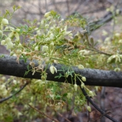 Clematis leptophylla (Small-leaf Clematis, Old Man's Beard) at Deakin, ACT - 21 Sep 2019 by JackyF