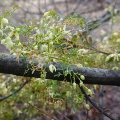 Clematis leptophylla (Small-leaf Clematis, Old Man's Beard) at Deakin, ACT - 21 Sep 2019 by JackyF