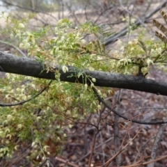 Clematis leptophylla at Deakin, ACT - 21 Sep 2019