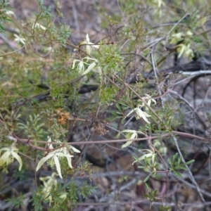 Clematis leptophylla at Hughes, ACT - 21 Sep 2019