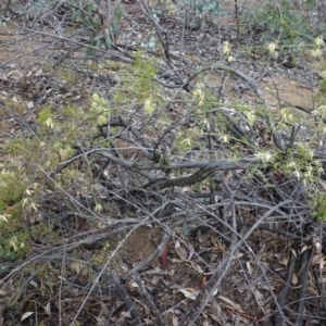 Clematis leptophylla at Hughes, ACT - 21 Sep 2019