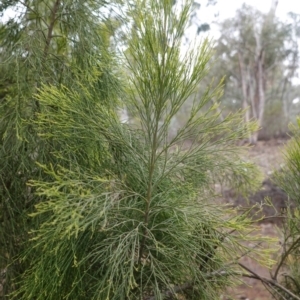 Exocarpos cupressiformis at Hughes, ACT - 21 Sep 2019 04:09 PM