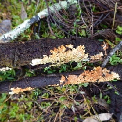 Unidentified Lichen at Hughes, ACT - 21 Sep 2019 by JackyF