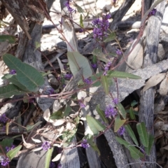 Hardenbergia violacea (False Sarsaparilla) at Deakin, ACT - 22 Sep 2019 by JackyF