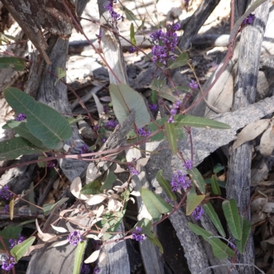 Hardenbergia violacea (False Sarsaparilla) at Deakin, ACT - 22 Sep 2019 by JackyF