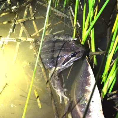 Limnodynastes peronii (Brown-striped Frog) at Depot Beach, NSW - 21 Sep 2019 by AndrewCB