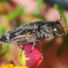 Diphucrania acuducta (Acuducta jewel beetle) at Bruce, ACT - 22 Sep 2019 by Harrisi