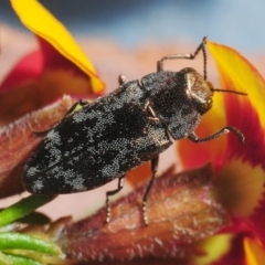 Diphucrania acuducta at Bruce, ACT - 22 Sep 2019