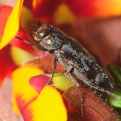 Diphucrania acuducta at Bruce, ACT - 22 Sep 2019