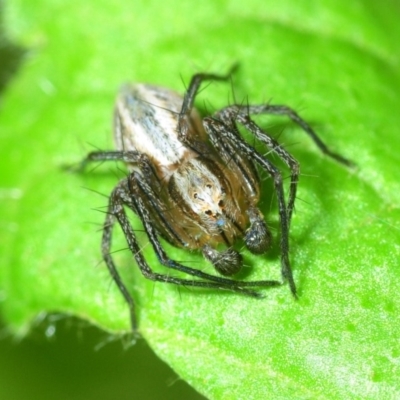 Oxyopes (genus) (Lynx spider) at Belconnen, ACT - 22 Sep 2019 by Harrisi