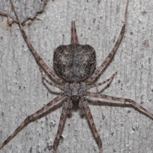 Tamopsis sp. (genus) at Hackett, ACT - 20 Sep 2019