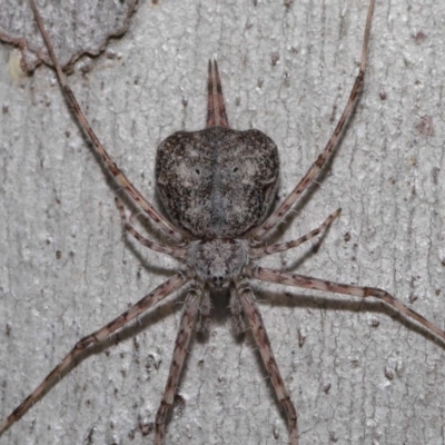 Tamopsis sp. (genus) (Two-tailed spider) at ANBG - 20 Sep 2019 by TimL