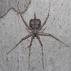 Tamopsis sp. (genus) at Hackett, ACT - 20 Sep 2019 12:47 PM