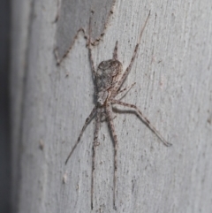 Tamopsis sp. (genus) at Hackett, ACT - 20 Sep 2019 12:47 PM