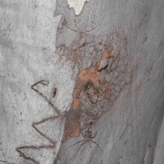 Tamopsis sp. (genus) at Hackett, ACT - 20 Sep 2019