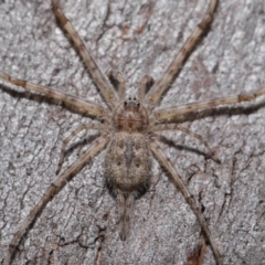 Tamopsis sp. (genus) (Two-tailed spider) at ANBG - 20 Sep 2019 by TimL