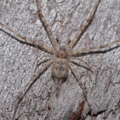 Tamopsis sp. (genus) at Hackett, ACT - 20 Sep 2019 12:47 PM