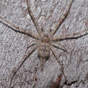 Tamopsis sp. (genus) at Hackett, ACT - 20 Sep 2019 12:47 PM