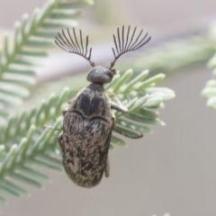 Ptilophorus sp. (genus) (Wedge-shaped beetle) at Dunlop, ACT - 22 Sep 2019 by AlisonMilton