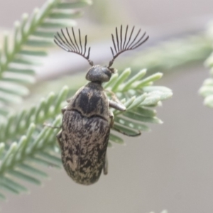 Ptilophorus sp. (genus) at Dunlop, ACT - 22 Sep 2019