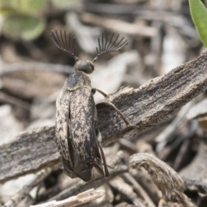 Ptilophorus sp. (genus) at Dunlop, ACT - 22 Sep 2019