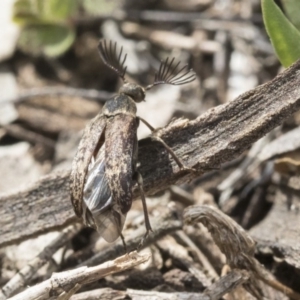 Ptilophorus sp. (genus) at Dunlop, ACT - 22 Sep 2019 01:06 PM