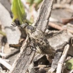 Ptilophorus sp. (genus) at Dunlop, ACT - 22 Sep 2019