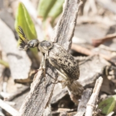 Ptilophorus sp. (genus) at Dunlop, ACT - 22 Sep 2019