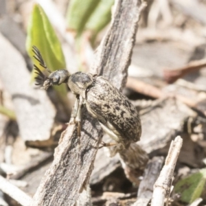 Ptilophorus sp. (genus) at Dunlop, ACT - 22 Sep 2019 01:06 PM