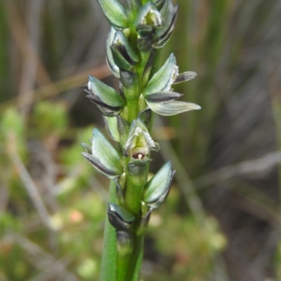 Prasophyllum elatum (Tall Leek Orchid) at Green Cape, NSW - 18 Sep 2019 by RyuCallaway