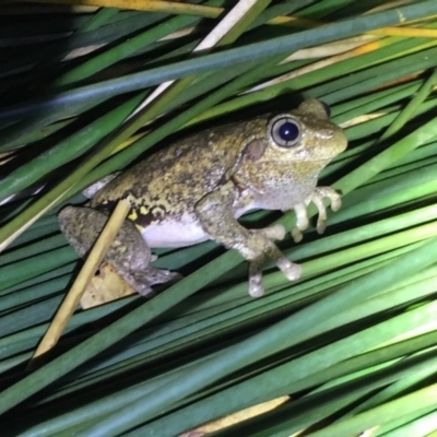 Litoria peronii (Peron's Tree Frog, Emerald Spotted Tree Frog) at Depot Beach, NSW - 21 Sep 2019 by AndrewCB