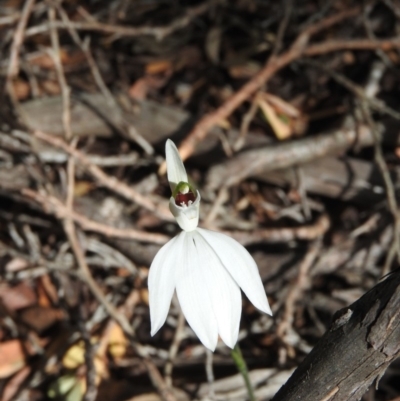 Caladenia catenata (White Fingers) at Green Cape, NSW - 18 Sep 2019 by ArcherCallaway