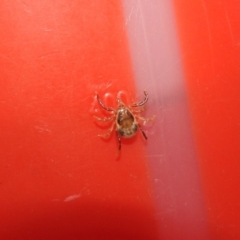 Ixodes holocyclus (Paralysis Tick) at Green Cape, NSW - 18 Sep 2019 by ArcherCallaway