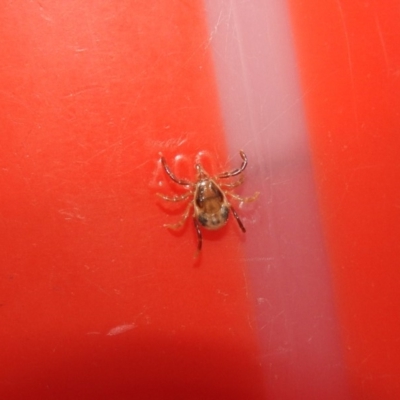 Ixodes holocyclus (Paralysis Tick) at Green Cape, NSW - 18 Sep 2019 by RyuCallaway