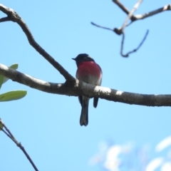 Petroica rosea (Rose Robin) at Green Cape, NSW - 18 Sep 2019 by ArcherCallaway
