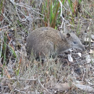 Isoodon obesulus obesulus (Southern Brown Bandicoot) at Green Cape, NSW - 17 Sep 2019 by ArcherCallaway