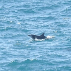 Tursiops truncatus (Bottlenose Dolphin) at Green Cape, NSW - 19 Sep 2019 by ArcherCallaway