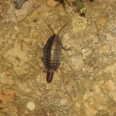 Polyzosteria aenea (Pink-tailed heath cockroach) at Green Cape, NSW - 18 Sep 2019 by RyuCallaway