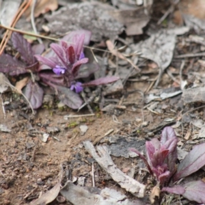 Ajuga australis at Gundaroo, NSW - 18 Sep 2019 01:32 PM