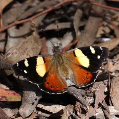 Vanessa itea (Yellow Admiral) at Majura, ACT - 22 Sep 2019 by jbromilow50