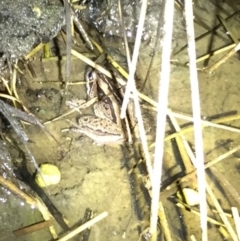 Limnodynastes peronii (Brown-striped Frog) at Depot Beach, NSW - 21 Sep 2019 by AndrewCB