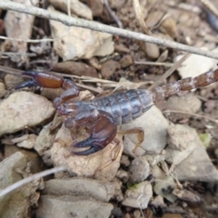 Urodacus manicatus at Kowen, ACT - 19 Sep 2019 02:49 PM