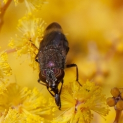 Stomorhina discolor (Snout fly) at Acton, ACT - 22 Sep 2019 by rawshorty